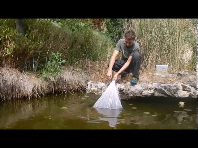 Pèche à l'épervier : biotope eau trouble