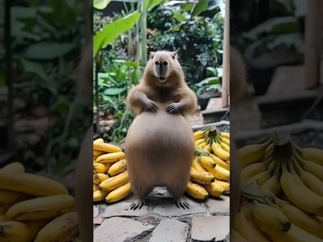#funny #animals #capybara #pets #cute #techno #dj #cover #yash