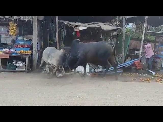 bull fight on road