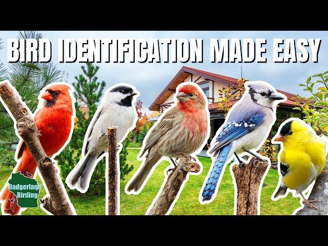 The ULTIMATE Backyard Bird Identification Guide!