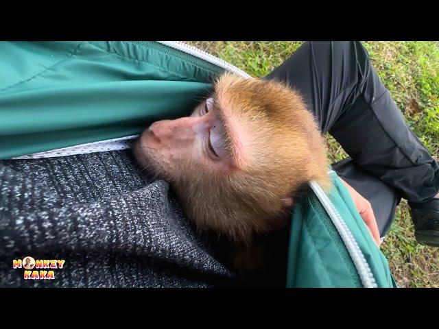 Monkey Kaka crawled into Dad's warm coat to sleep looking so pitiful