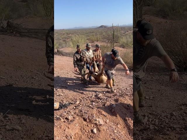 Huge Muley at the El Chaparral Ranch take five guys to load it ! #hunting #huntingseason #muledeer