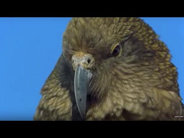 Sneaky Kea Raids A Garbage Bin | The Smartest Parrot | BBC Earth