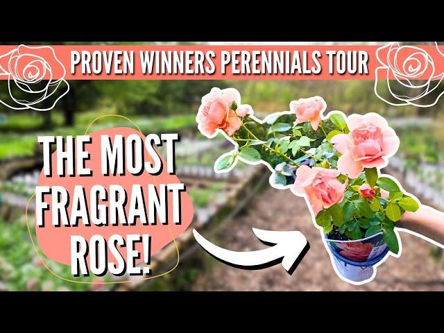 Nursery Tour! The EASIEST Perennials to Grow!