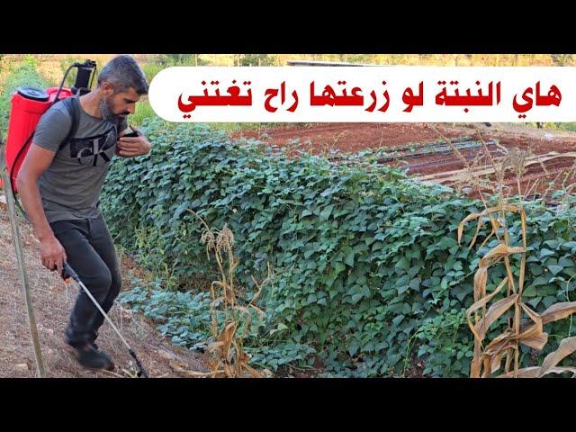 هاي النبته ممكن تغنيك لولد الولد لو زرعتها  لأنها لا تحتاج ارض خصبه وسعرها مرتفع جدا