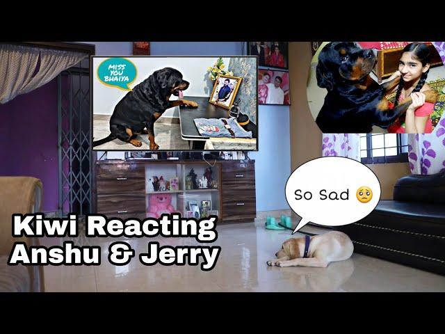 Kiwi feels Sad Watching Anshu and Jerry #kiwithelab @THEROTT   #labrador