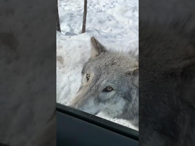 Couple encounter a big wild wolf