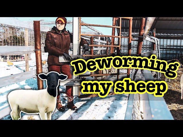 How my Sheep Farm Differs from GREG JUDY's | Deworming a Flock of Dorper Sheep