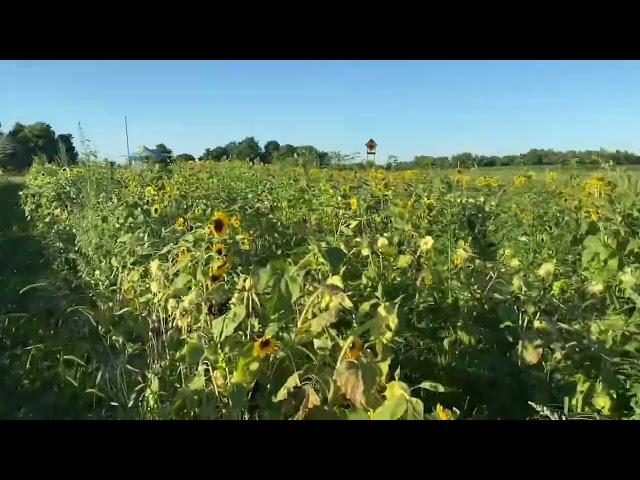 BloomsnBeesFarm.com… SouthWest Michigan’s Newest & Largest Flower Farm… Berrien Springs Michigan