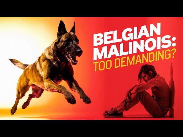 Are Belgian Malinois Really The Most Demanding Dog Breed