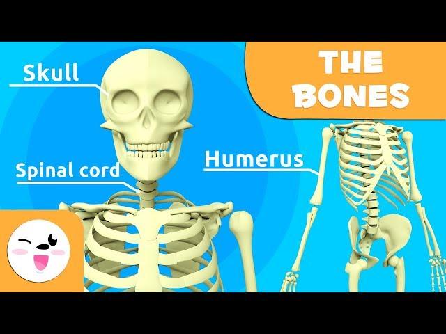 The Skeletal System - Educational Video about Bones for Kids (https://youtu.be/VHCCgrNSSOg)