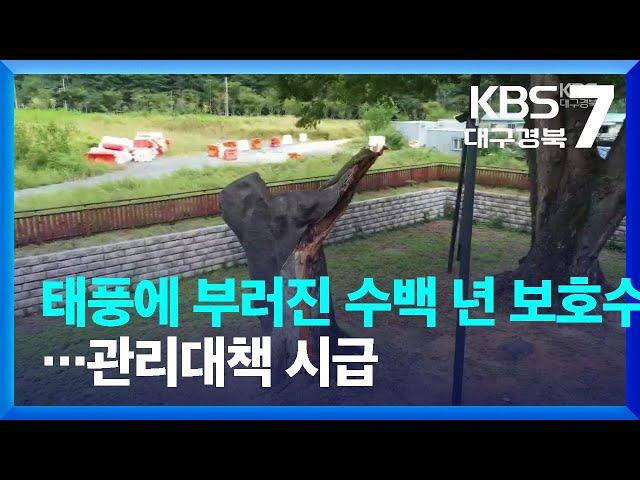 태풍에 부러진 수백 년 보호수…관리대책 시급 / KBS  2022.09.14.