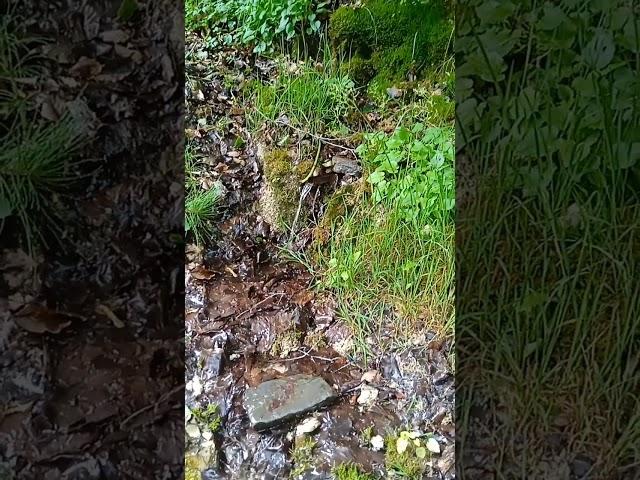 карпати#питна вода в карпатах #гармония #краса #nature