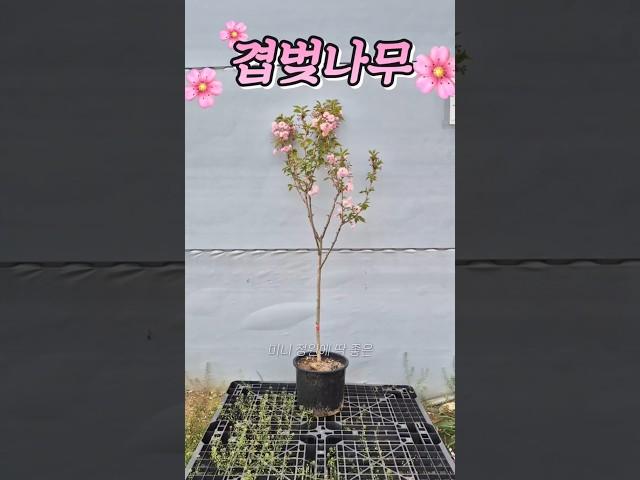 아담한 정원에 딱 좋은 #겹벚나무 #꽃나무 #벚나무 #gardening #cherryblossom #flowers #trees