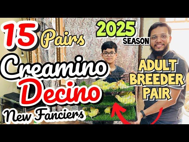 15 pair creamino decino adult breeder pairs for season 2025 for new Fanciers