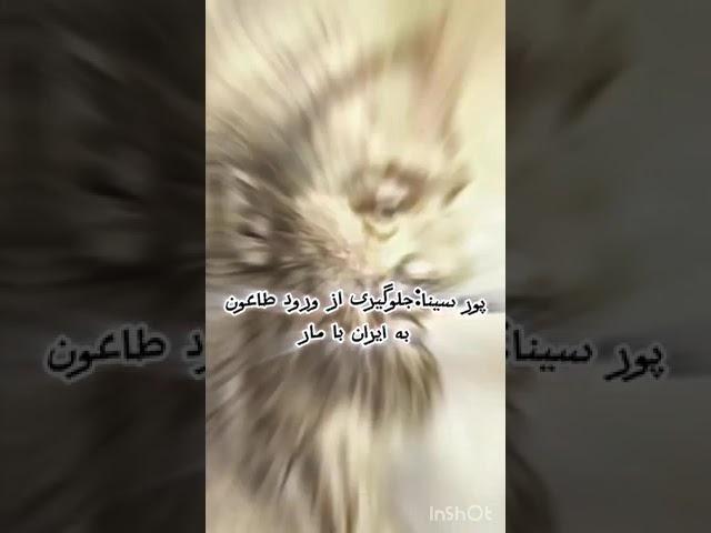 پور سینا پدر علم پزشکی در جهان با اکتشاف درمان طاعون خدمت بزرگی به بشریت کرد