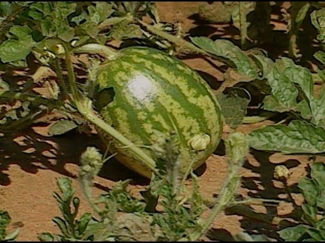 Watermelon Research at OSU