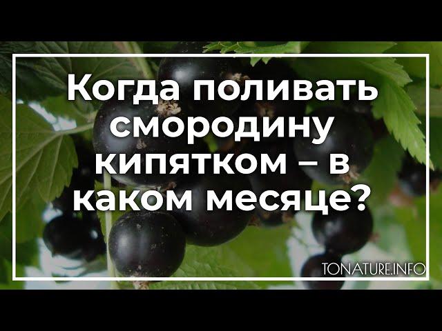 Когда поливать смородину кипятком – в каком месяце? | toNature.Info