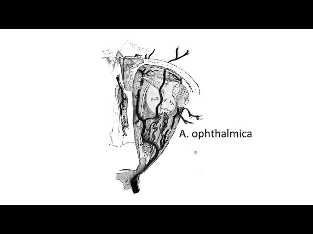 Arteria ophthalmica (02:12) ┃teoriyata.com