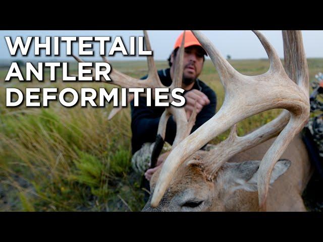 Whitetail Deer Antler Deformities And How They Develop | Drop Tines, Kickers, Acorn Points