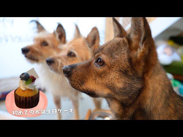 チャーリー３さい、初めてのお誕生日ケーキをみんなで食べた誕生日の翌日のこと