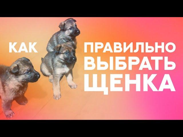 Как правильно выбрать щенка. How to choose a puppy properly.