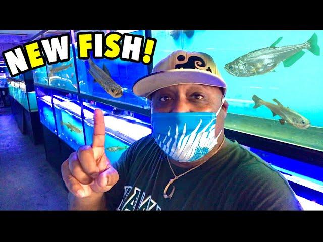 BUYING RARE EXOTIC GOLDFISH FROM MASSIVE FISH STORE!