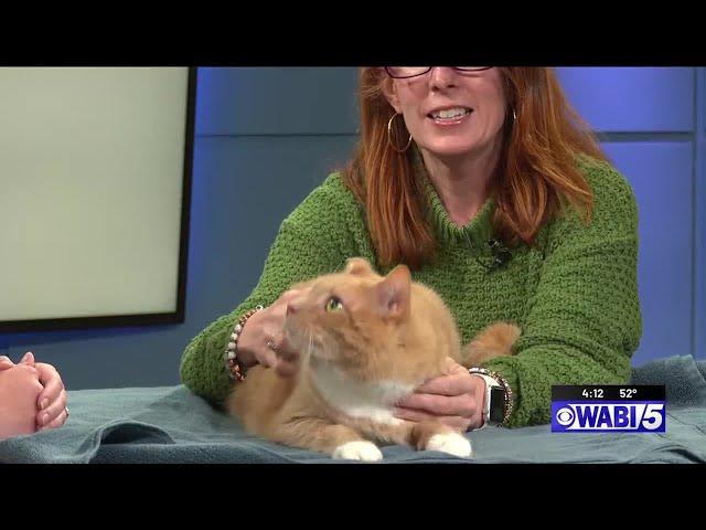 Furry Friends at 4: Butterball