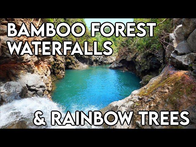 Bamboo Forest and Waterfalls | Rainbow Eucalyptus Trees | Road to Hana | Maui HAWAII