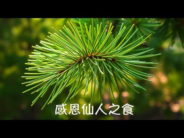 周兆祥：感恩仙人之食|松針粉|綠野林