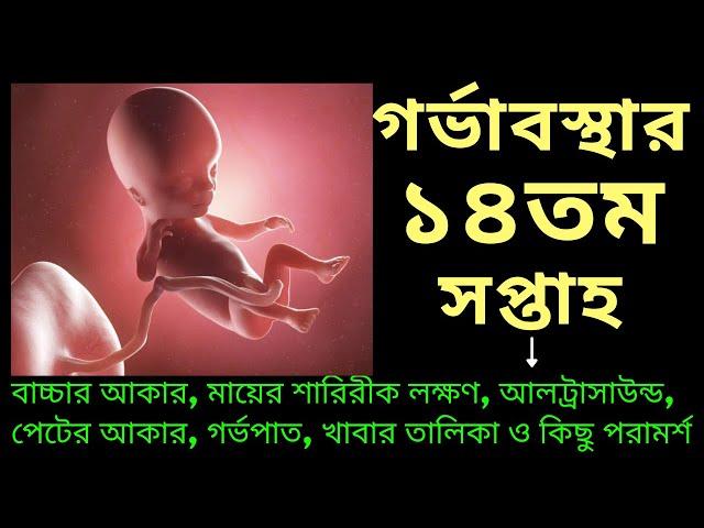 সপ্তাহ অনুযায়ী গর্ভাবস্থা ১৪ সপ্তাহ । Week by Week Pregnancy 14 Weeks in Bangla