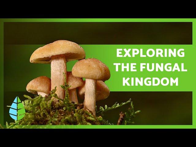 FUNGI KINGDOM  (Definition, Characteristics and Classification)