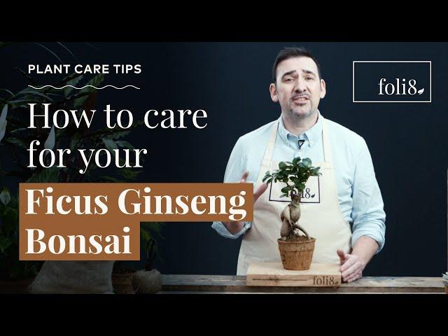 Ficus Ginseng Bonsai Plant Care  Ficus microcarpa @ foli8