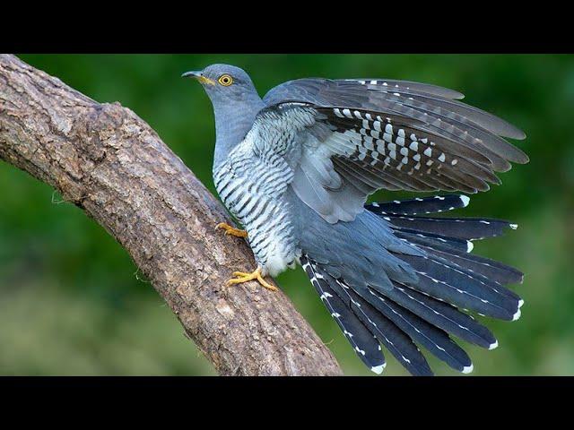 Cuckoo. Birds in spring | Blue bird's in blue world |