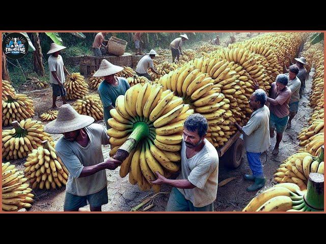 Billions Of Bananas Are Harvested And Processed This Way | Farming Documentary