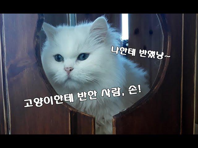 보기만 해도 행복해지는 귀여운 고양이들 영상 모음[해피펫 happypet]