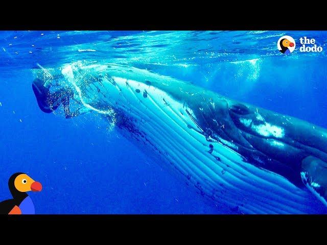 Whale Protects Diver From Shark | The Dodo