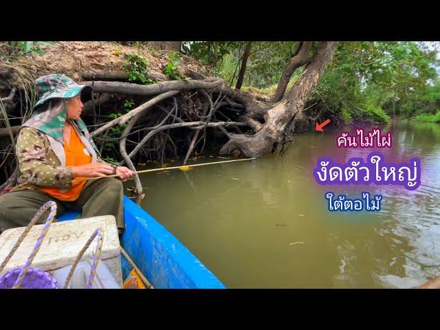 หมายใหม่ คันไม้ไผ่ งัดตัวใหญ่ๆอีกเเล้ว เคาะปลากด หมายนี้ไม่ธรรมดา / บ้านนอก EP.819