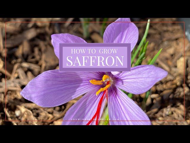 How to GROW SAFFRON