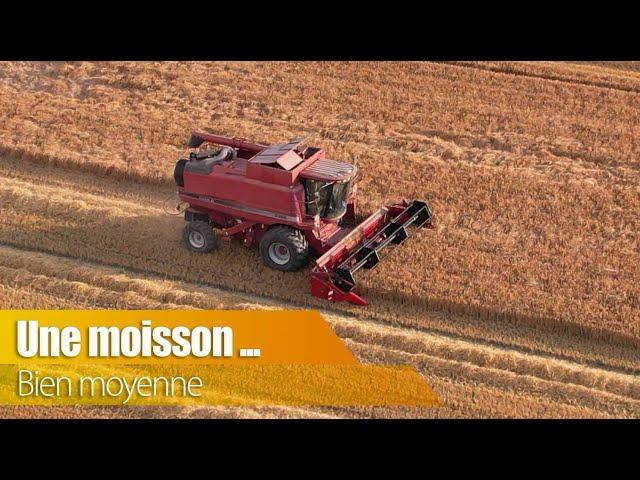 Une moisson bien moyenne...