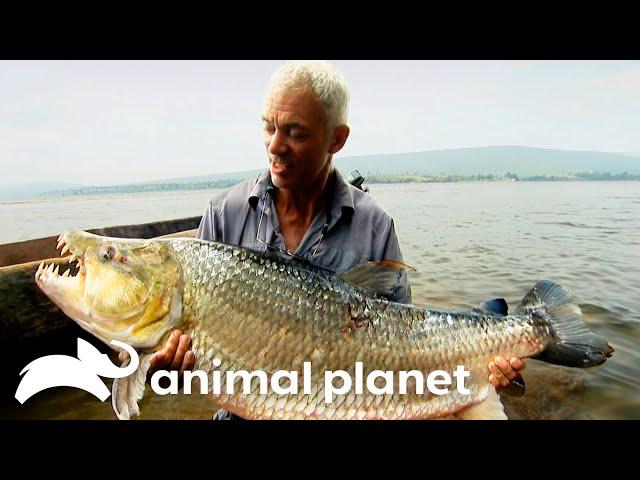 The Biggest Monsters of Season 2 | River Monsters | Animal Planet