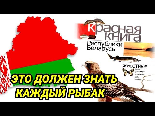 Какие виды рыб ЗАПРЕЩЕНО ловить в Беларуси. Красная книга  Беларуси Рыбы