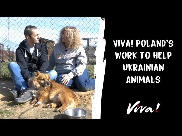 Viva! Poland's work to help Ukrainian Animals