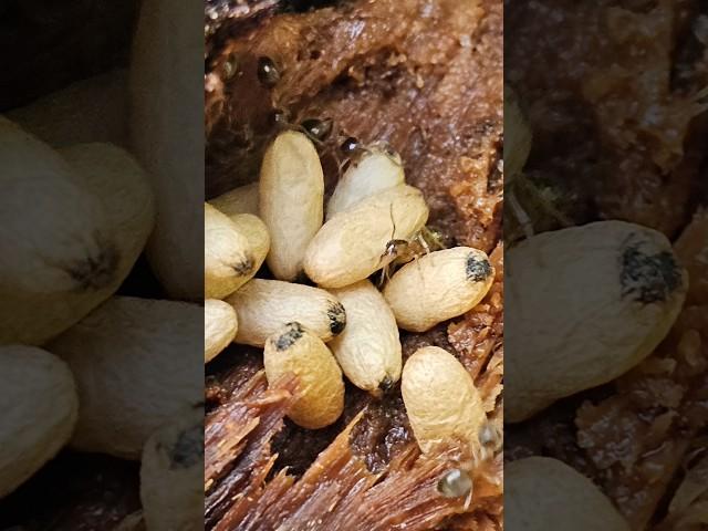 Ant Colony REVEALS Hidden Egg Chamber #photography #shorts #macro #viral #nature #ants #beauty