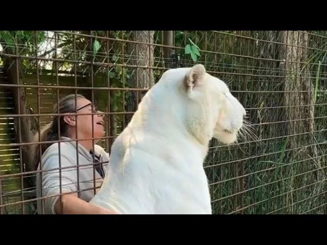 Story of Eros the white tiger