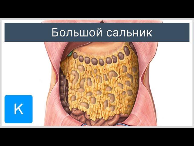 Большой сальник - Анатомия человека | Kenhub