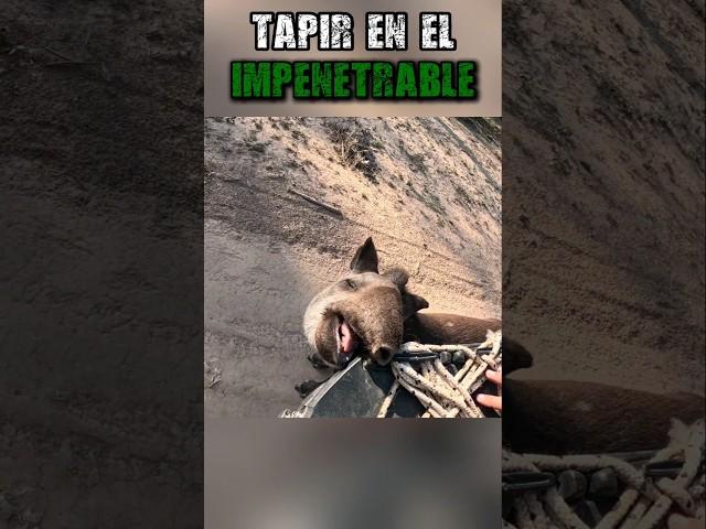 El TAPIR DEL IMPENETRABLE enfrente mio