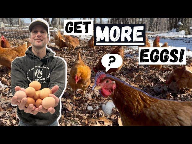 Egg Laying Like Crazy! What's Our Secret?