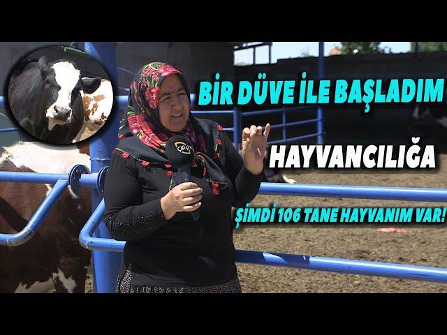 "Bir Düve ile Başladım, Şimdi 106 Hayvanım Var!" - Üreticinin Gözünden