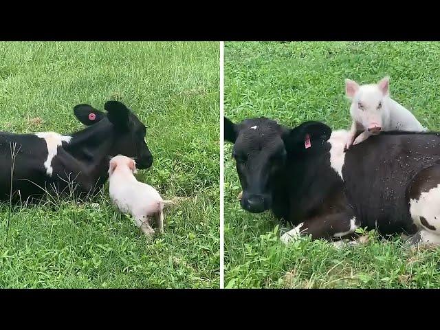 Pig and calf besties reunite after being apart